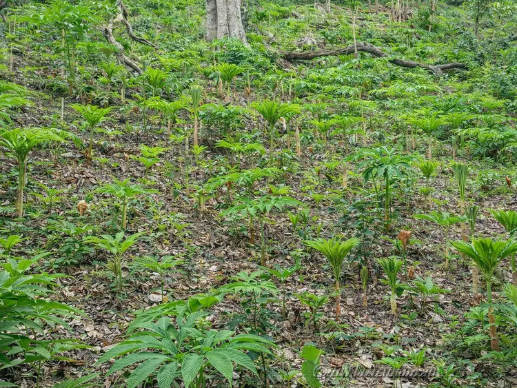 Wal-uh field