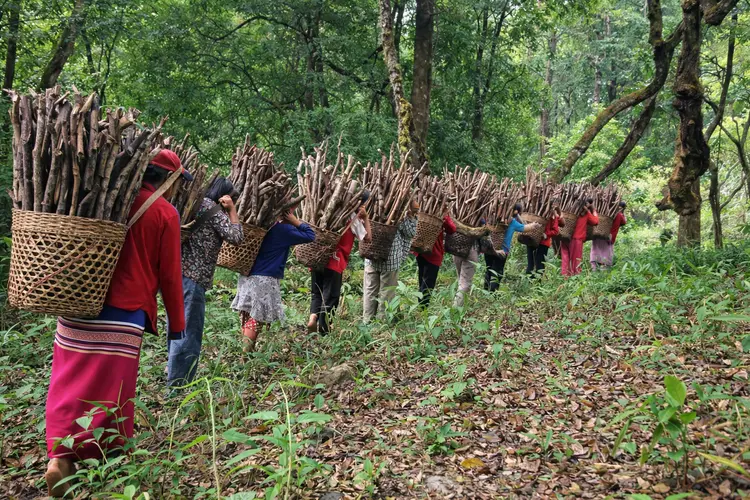 "They carry firewood