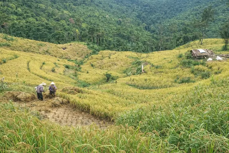 Hillside farming
